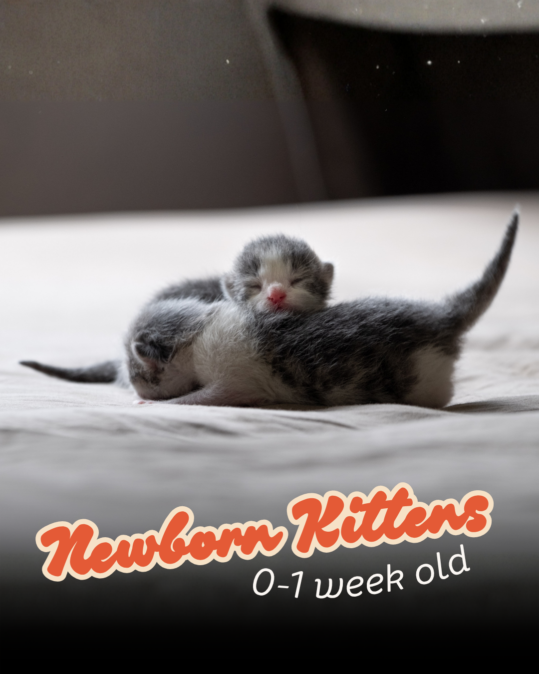 Newborn kittens, 0-1 week old