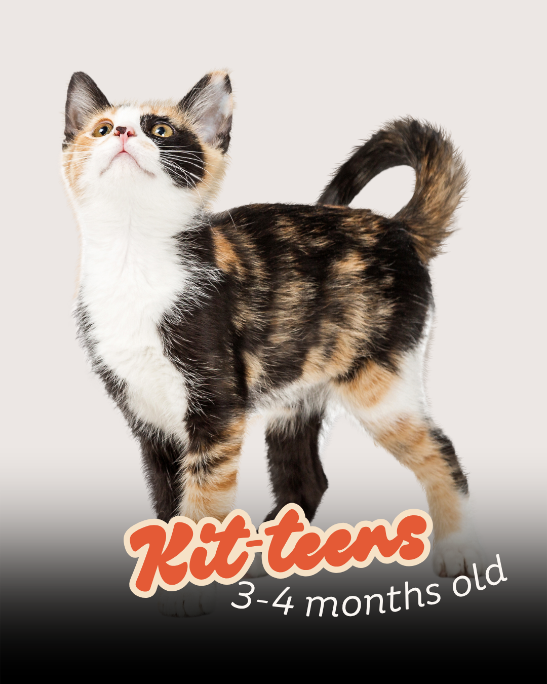 Kit-teen, 3-4 months old