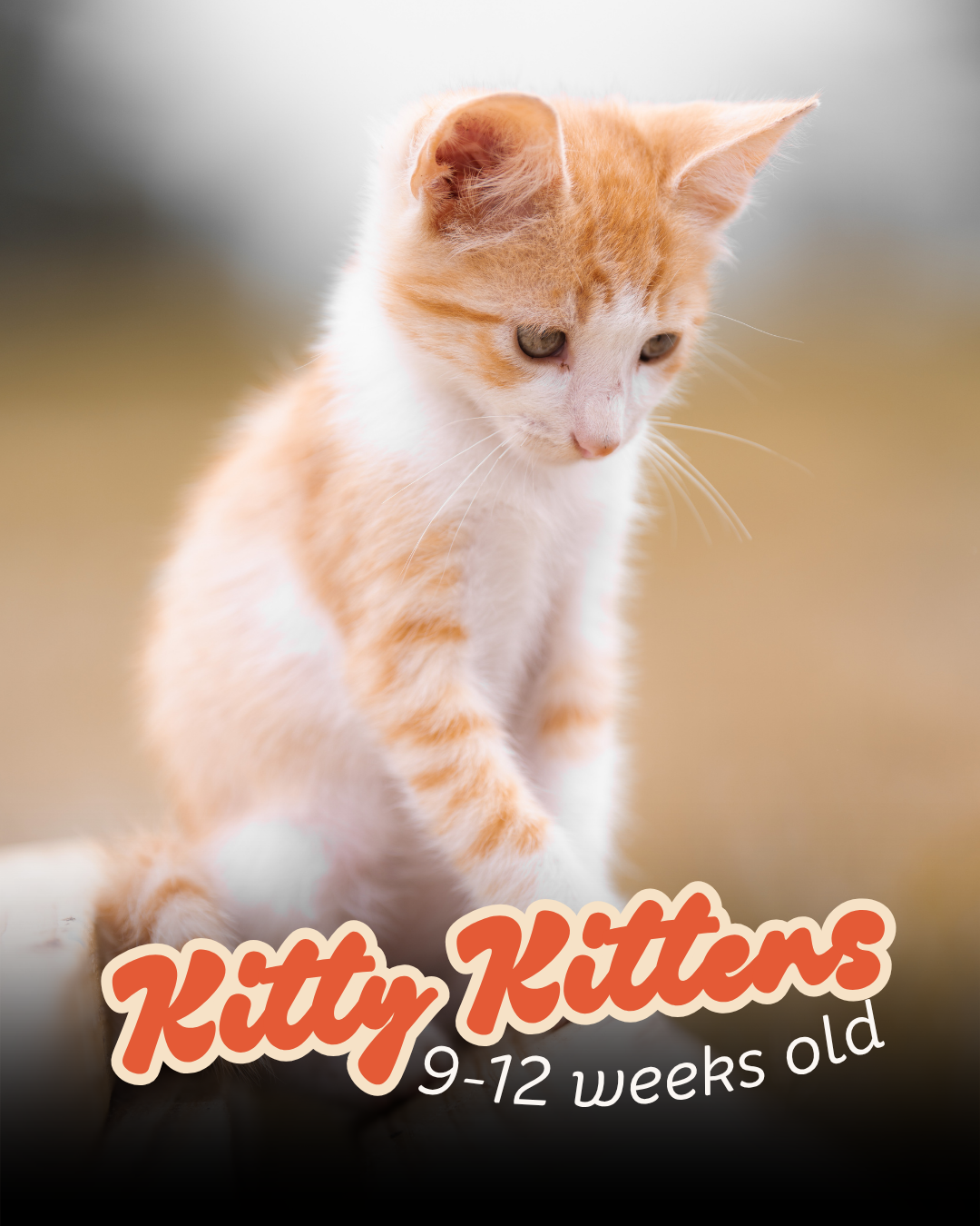 Kitty kitten, 9-12 weeks old